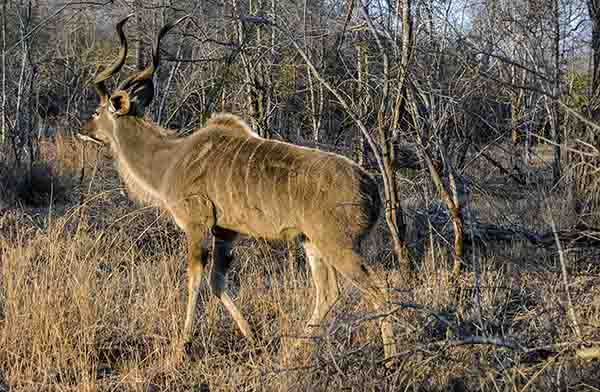 Antílope Kudu - reserva Sabi Sands - Sudáfrica.jpg